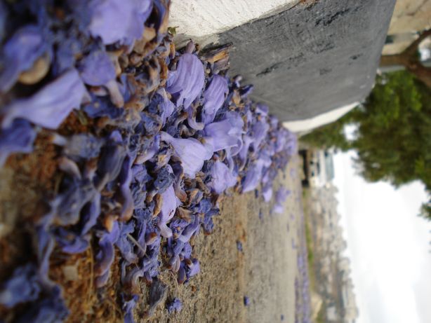 Purple Petals 2