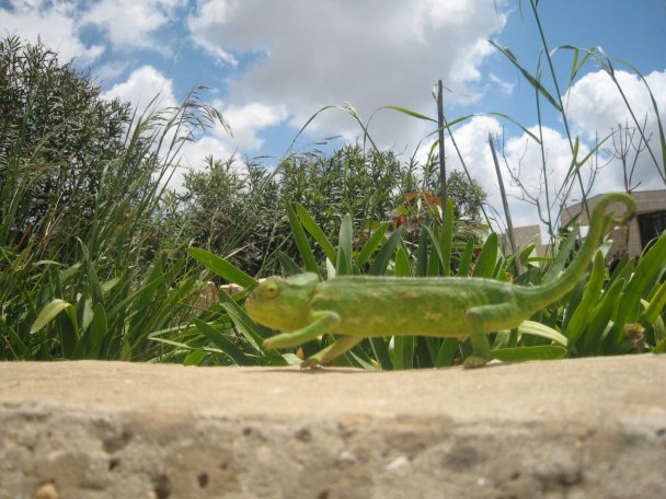 Lizard Shot