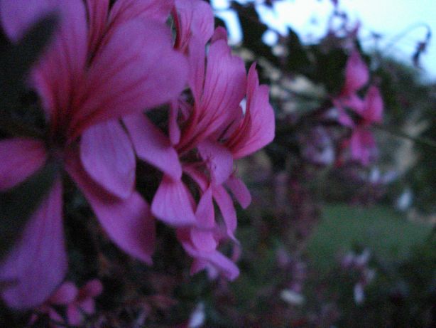 Purple Depth