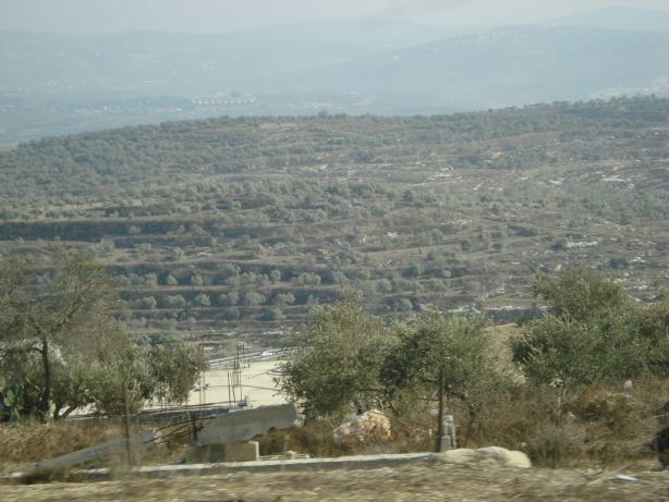 Jenin Olive Fields 2