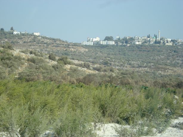 Jenin Olive Fields 3
