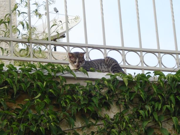 The cat looks down upon thy.