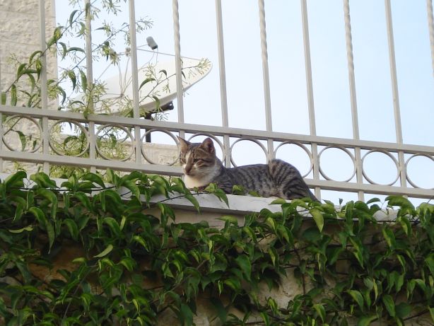 Cat Vision